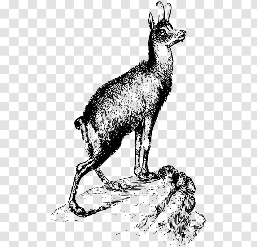 Chamois Clip Art - Vektor Transparent PNG