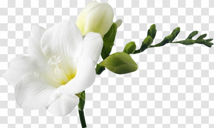 White Cut Flowers - Flower Transparent PNG