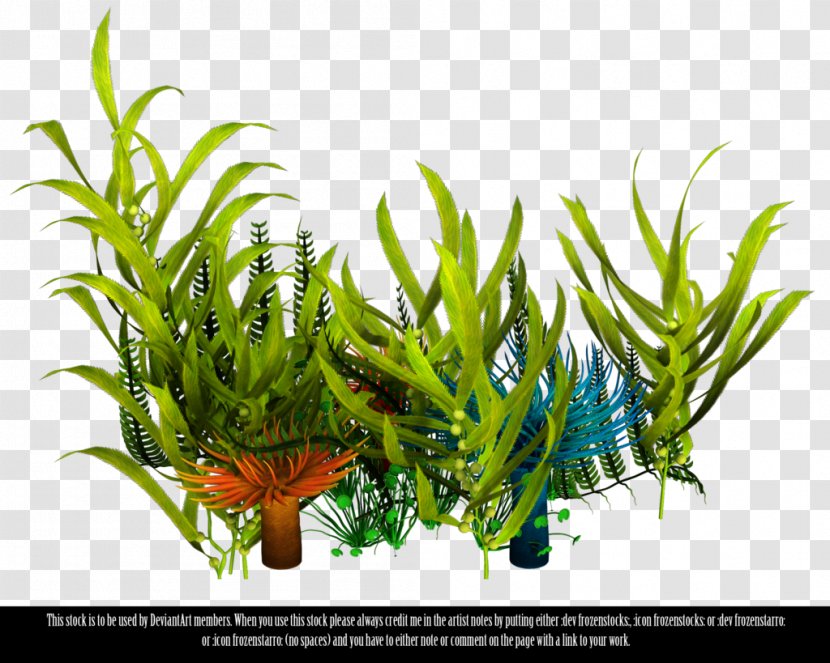 Underwater Aquatic Plants Seaweed Clip Art - Coral - Sea Transparent PNG