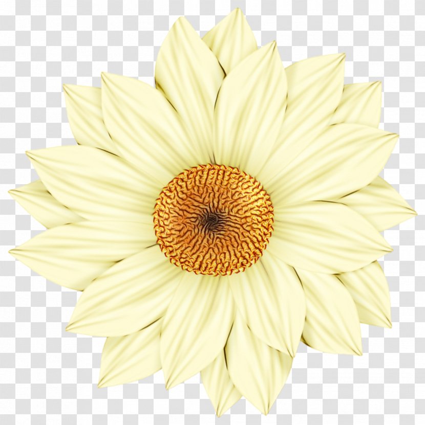 Gerbera White Flower Barberton Daisy Petal - Plant - Family Cut Flowers Transparent PNG