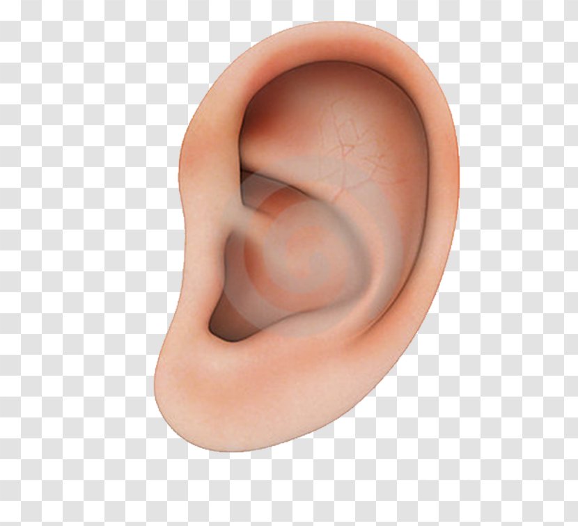 Earring Structure - Frame - Human Ear Transparent PNG