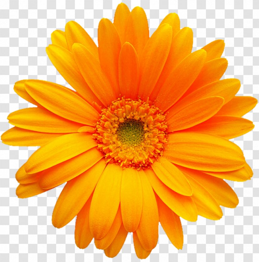 Transvaal Daisy Gerber Format Color Clip Art - Calendula - Yellow Transparent PNG