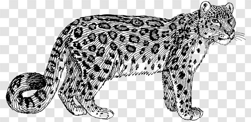 Felidae Cheetah Snow Leopard Tiger Clip Art - Color - Cat Transparent PNG