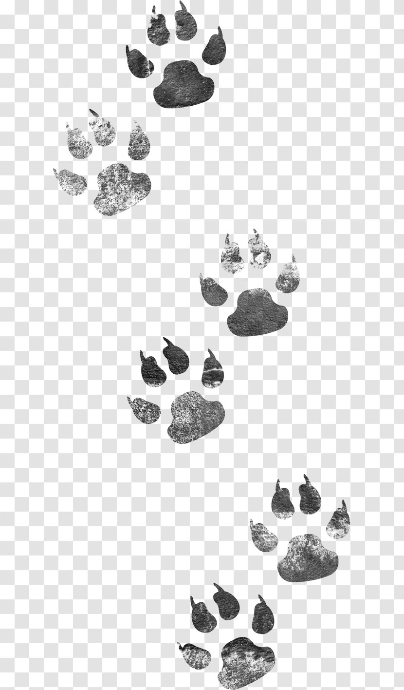 Dog Cat - Monochrome Photography - Footprints Transparent PNG