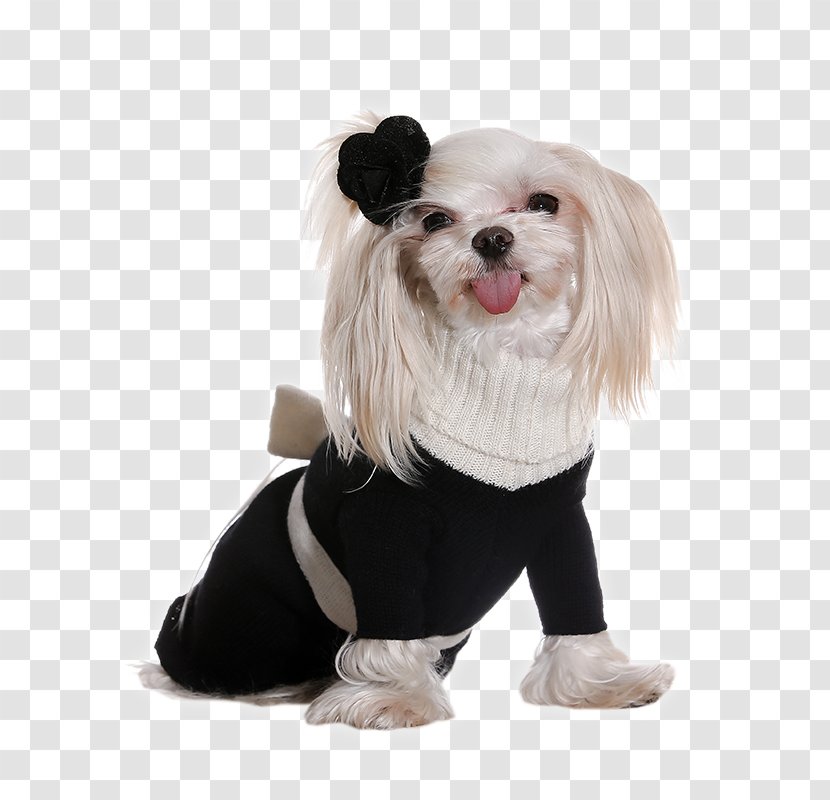 Dog Breed Puppy Clothing Dress - Companion Transparent PNG
