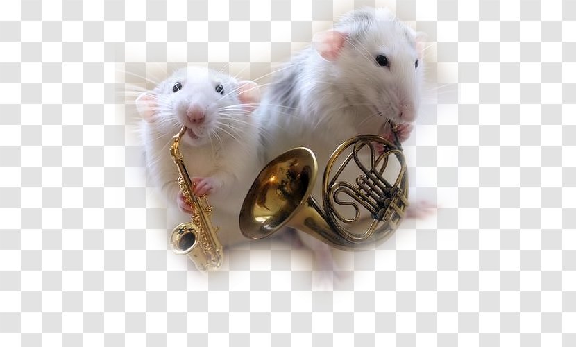 Rat Mouse YouTube Musician Musical Instruments - Frame Transparent PNG