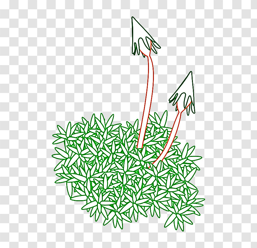 Plant Grass Line Art Vascular Plant Transparent PNG