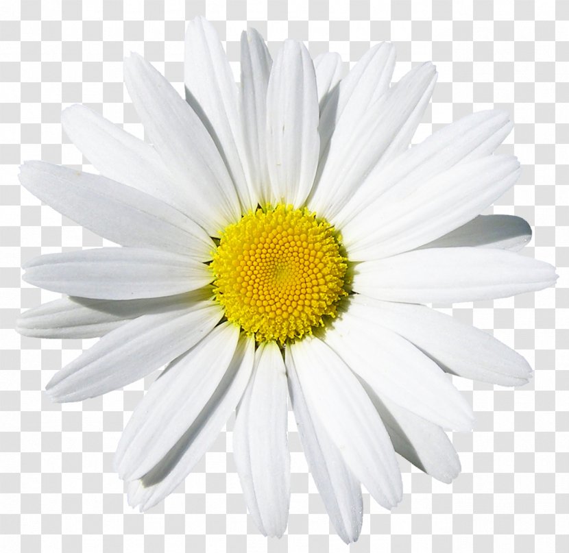 Common Daisy Flower Stock Photography - Chamomile - Camomile Transparent PNG