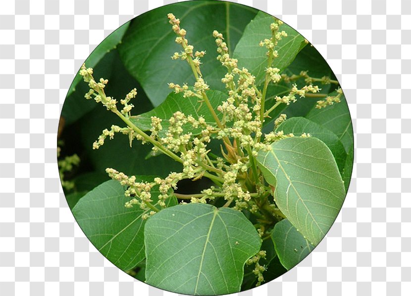 Macaranga Capensis Tree Trema Orientalis Dichrostachys Cinerea - Deciduous Transparent PNG