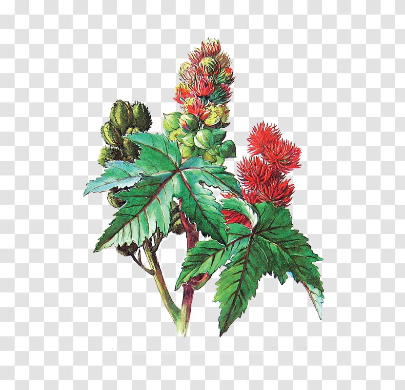 Ricinus Castor Oil Medicinal Plants Transparent PNG