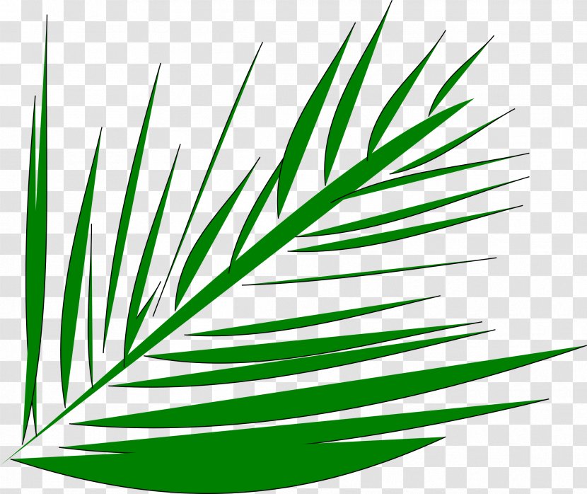 Palm-leaf Manuscript Arecaceae Palm Branch Clip Art - Grass - Tree Transparent PNG