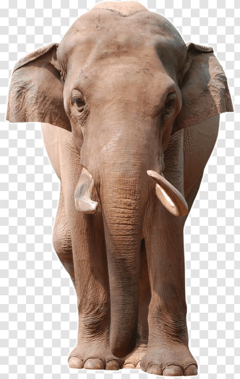 African Bush Elephant Asian Stock Photography Royalty-free - Elephants Transparent PNG
