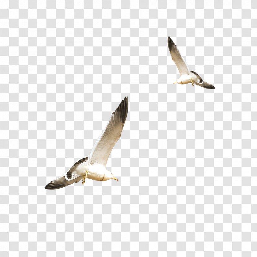European Herring Gull Gulls Flight Bird - Seabird - Flying White Seagull Transparent PNG
