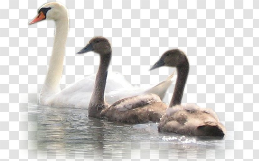 Cygnini Duck Bird Blog Clip Art - Swan Transparent PNG