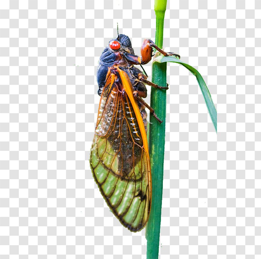 Cicadas Insect Cicadidae Computer File - Colored Transparent PNG