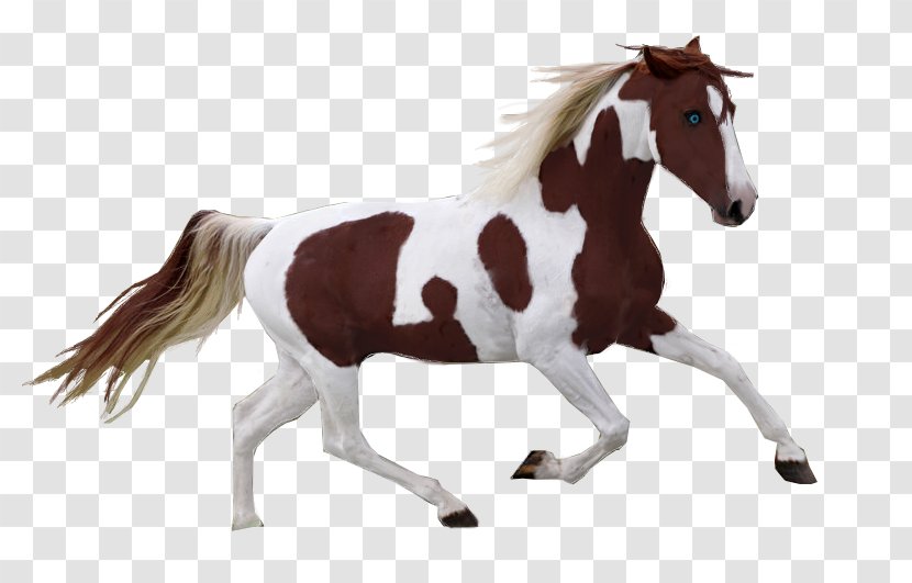 American Paint Horse Mustang Pony Pinto Mane - Tack - The Eyes Of Animals Transparent PNG