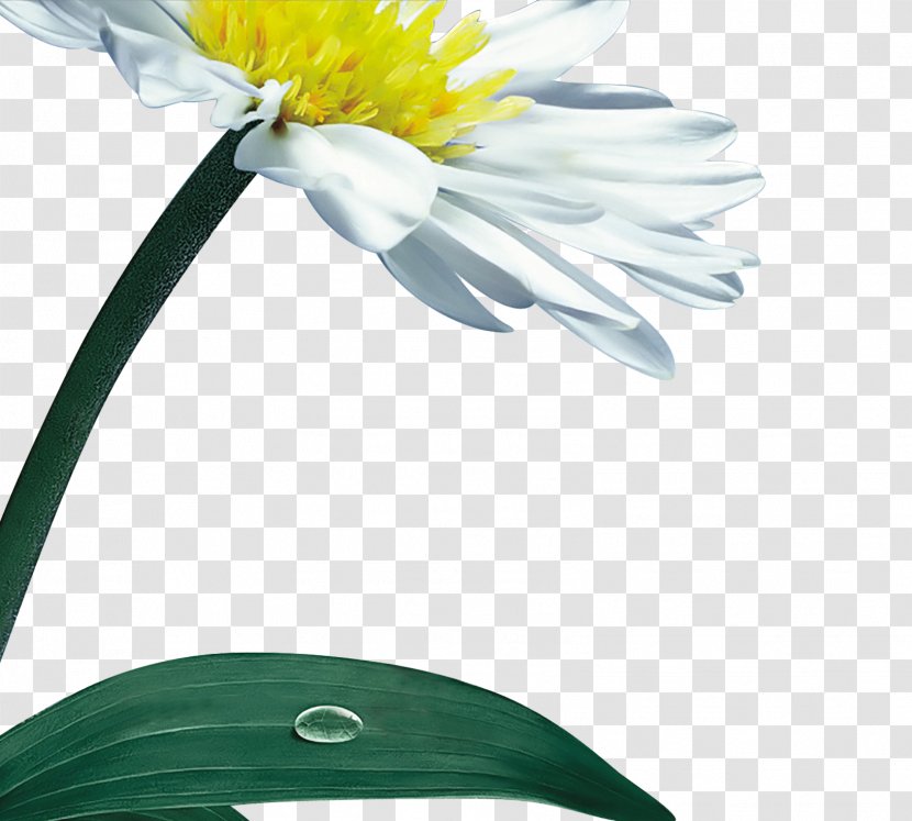 Chrysanthemum Indicum Eastern Depot Flower - Daisy Transparent PNG