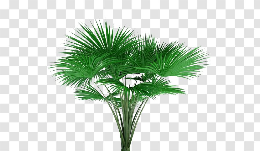 Asian Palmyra Palm Lodoicea Tree Photography Plant Transparent PNG