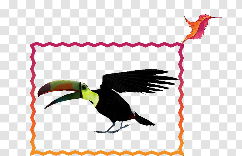Toucan Beak Feather Clip Art - Bird Transparent PNG