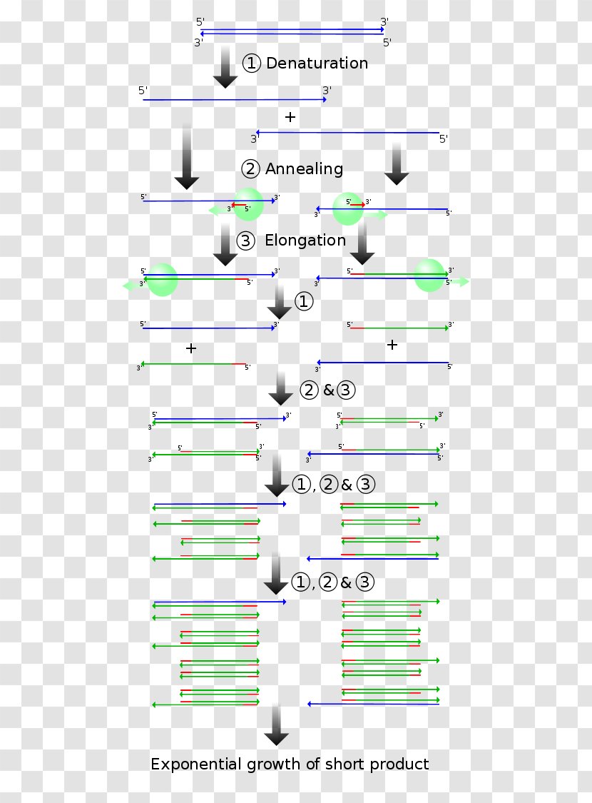 Real-time Polymerase Chain Reaction Molecular Cloning DNA Gene - Complementary Dna - Oil Terminal Transparent PNG