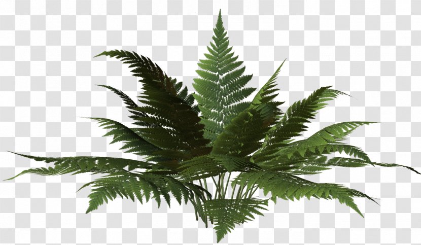 California Photography Boomn - Cannabis - ChicagoOthers Transparent PNG