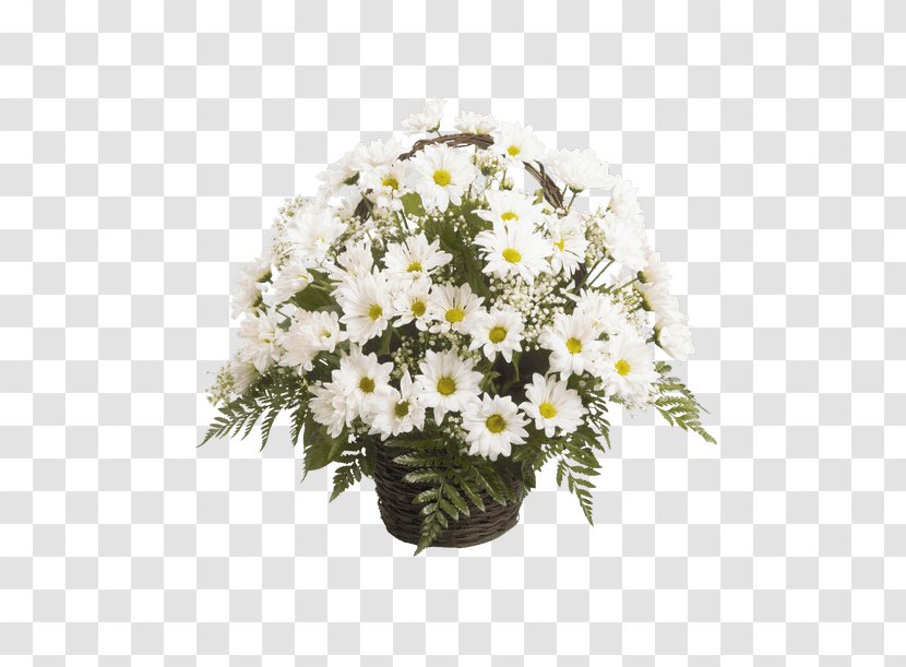 Marguerite Daisy Floral Design Chrysanthemum Cut Flowers Transvaal Transparent PNG