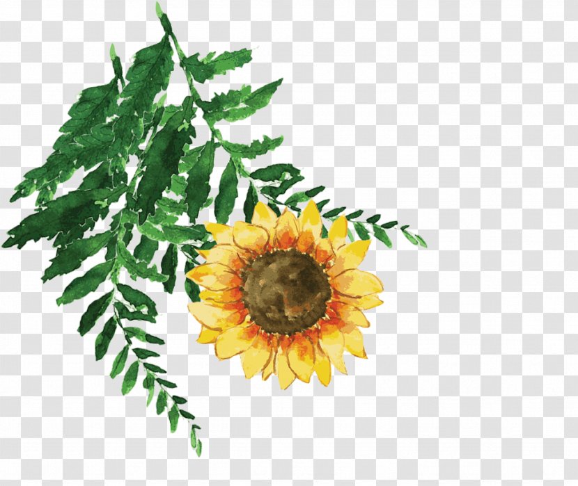 Common Sunflower Euclidean Vector - Flower Transparent PNG