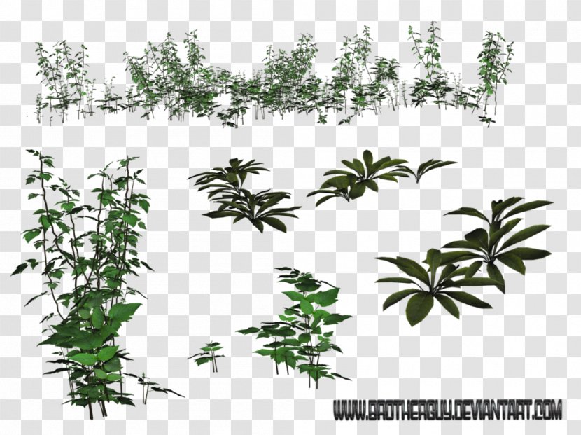 Flora Subshrub Plant Stem Flower - Grass Transparent PNG