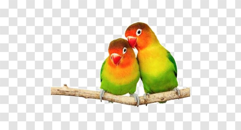 Parrotlet Fischer's Lovebird Image - Fischers - Parrot Transparent PNG