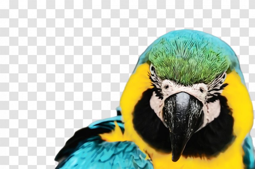 Colorful Background - Feather - Adaptation Parakeet Transparent PNG