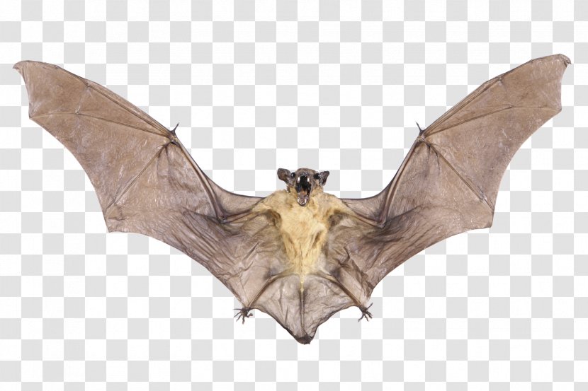 Baseball Bats Image Wing - Fauna - Bat Transparent PNG