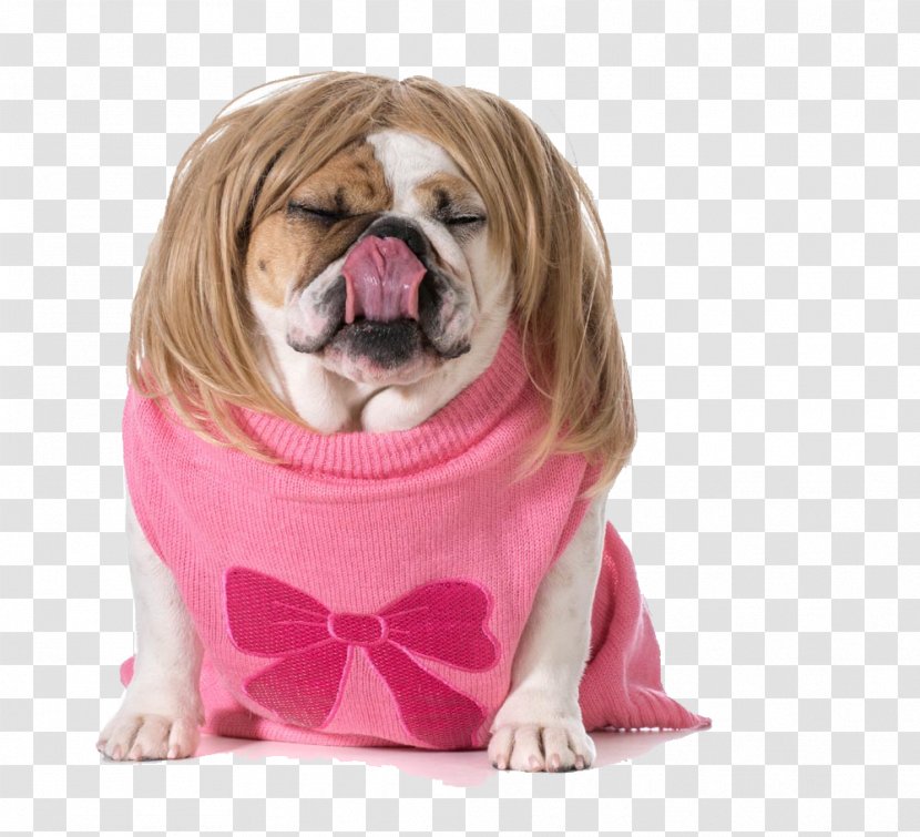 Bulldog Puppy Wig Stock Photography - Dog Food - Clothes Pet Picture Material Transparent PNG