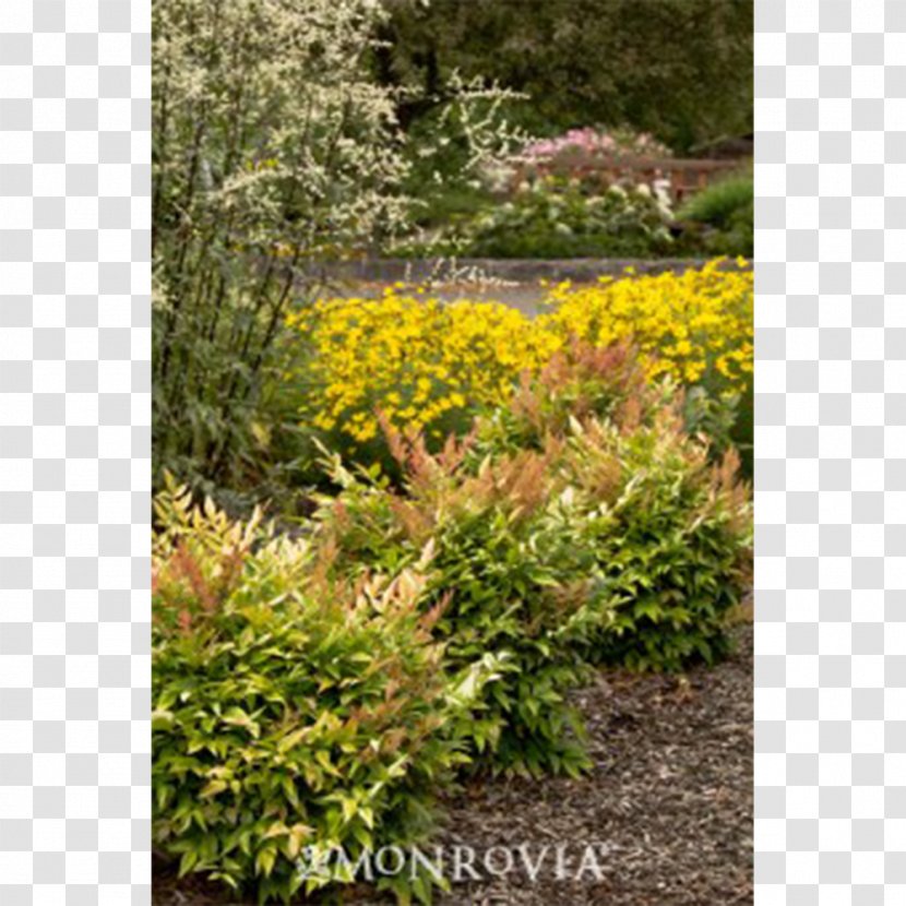 Sacred Bamboo Gulf Stream Shrub Plant - Garden Transparent PNG