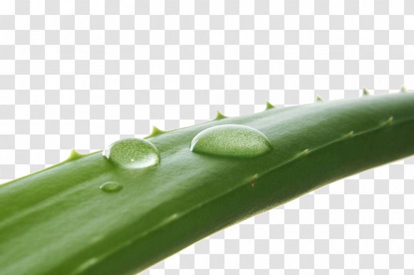 Aloe Vera Stock Photography Royalty-free - Stockxchng Transparent PNG