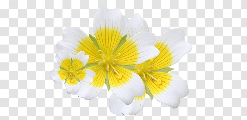 Cut Flowers Herbaceous Plant Plants Flowering - Petal - Metaphysical Clary Sage Essential Oil Transparent PNG