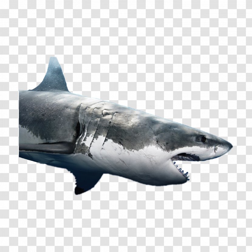 Great White Shark Background - Jaws - Squaliformes Fin Transparent PNG