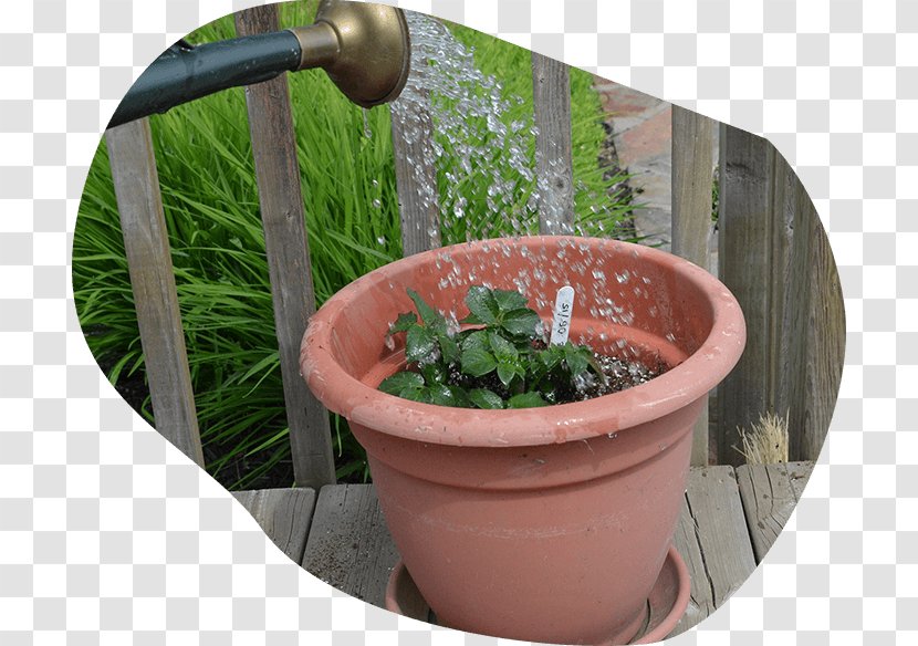 Potato Varieties Plant Balcony Flowerpot - Flower Box Transparent PNG