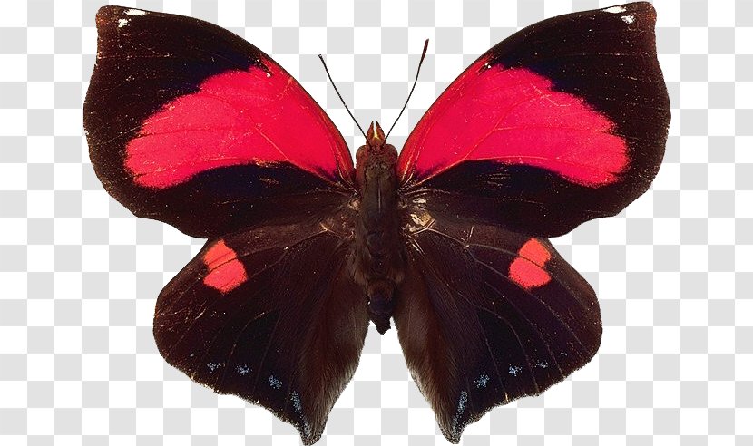 Butterfly Insect Papillon Dog Mariposas (Butterflies) - Arthropod Transparent PNG