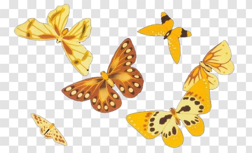 Monarch Butterfly - Eyespot Transparent PNG