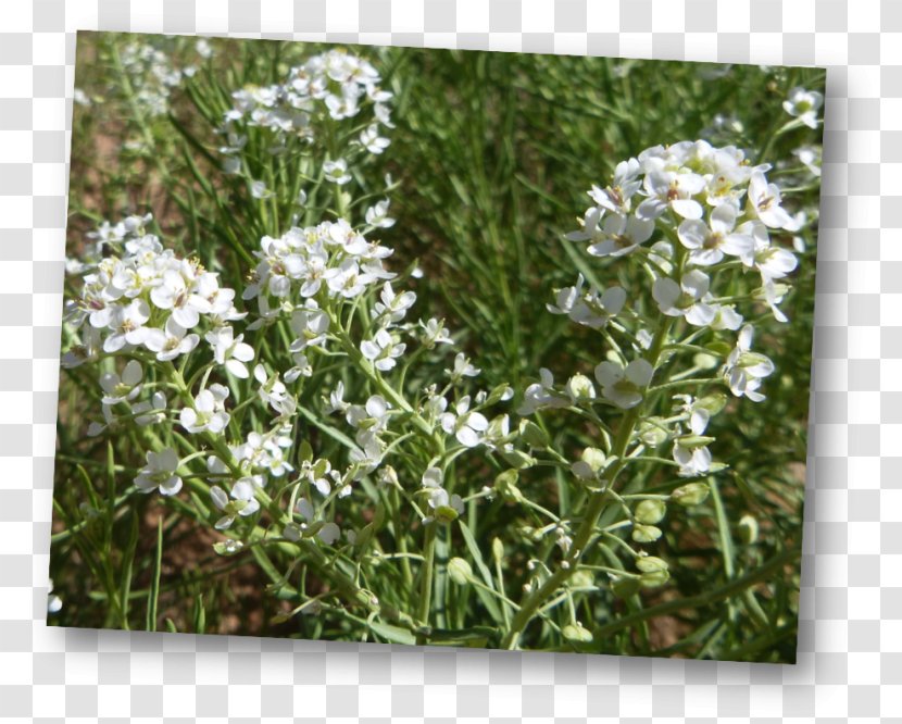 Alisons Lepidium Alyssoides Mesa Plant - Desert - Subshrub Transparent PNG