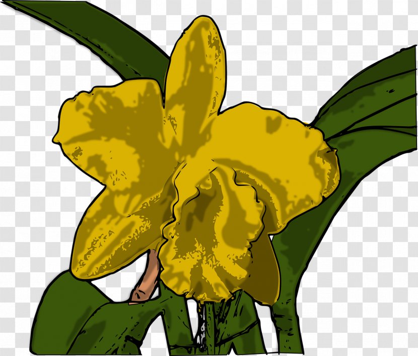 Yellow Cattleya Orchids Flower Tiger Orchid - Pollinator Transparent PNG