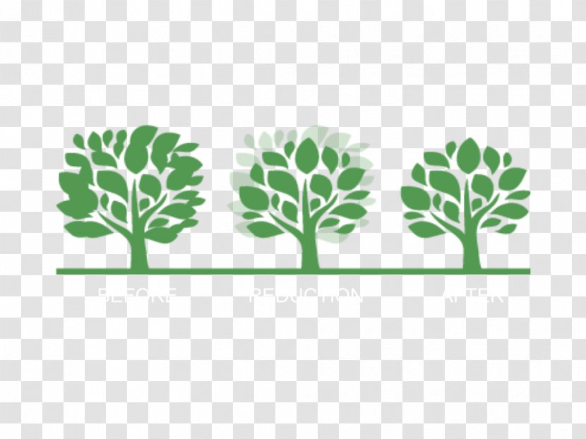 Branch Crown Pruning Thinning Tree - Leaf Transparent PNG