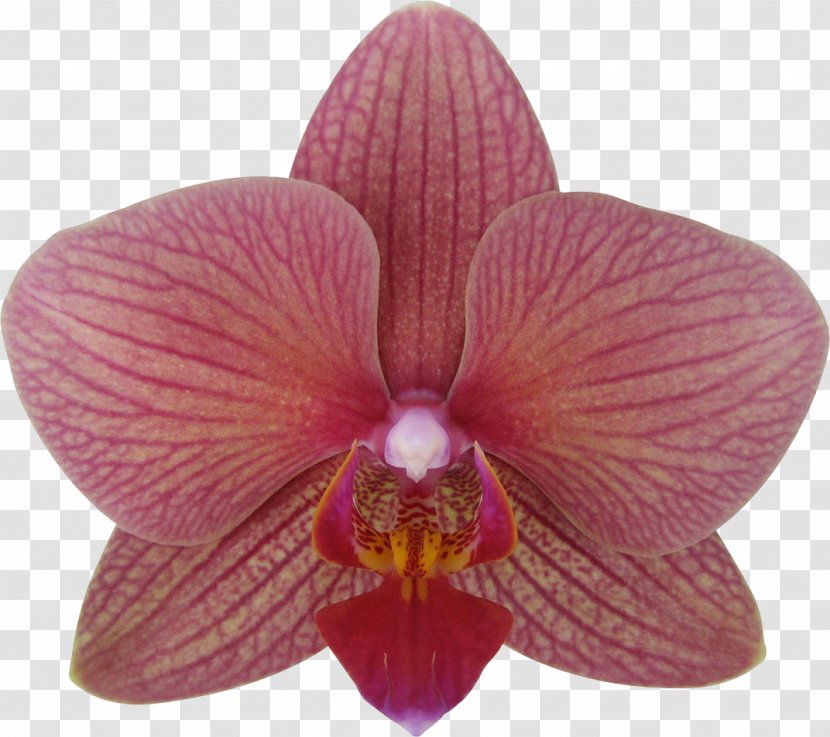 Moth Orchids Cattleya Cultivar Plant - Determinant - Purple Orchid Transparent PNG