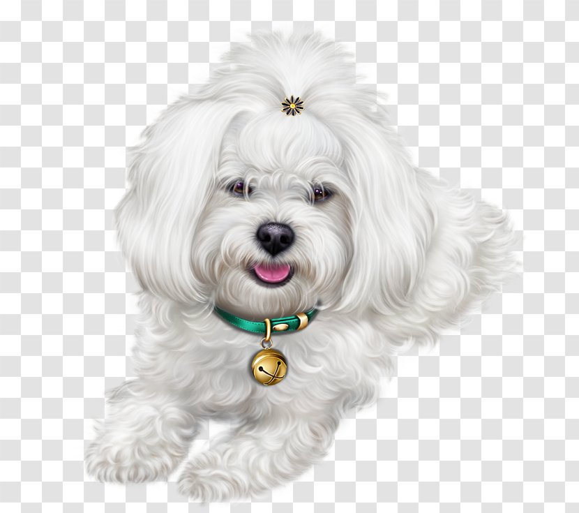 Cartoon Dog - Poodle - Toy Rare Breed Transparent PNG