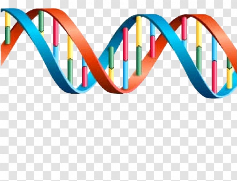 DNA Genetics Transcription Gene Expression - Dna Transparent PNG
