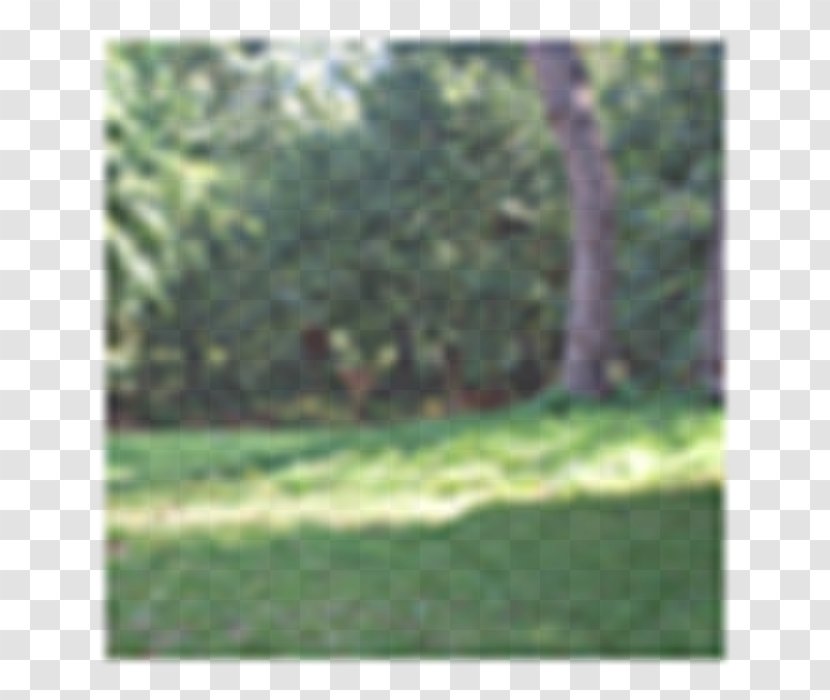 Lawn Woodland Sunlight Landscape Land Lot - Field - Pagode Transparent PNG
