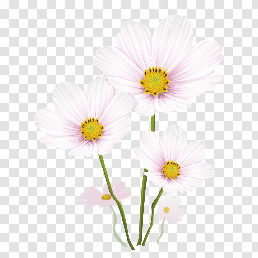 Drawing Common Daisy Illustration - Petal - White Chrysanthemum Vector Material Transparent PNG