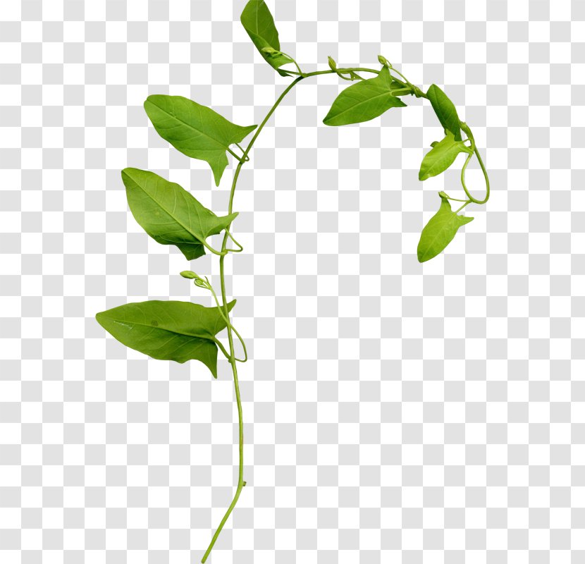 Leaf Branch Clip Art - Herbalism Transparent PNG