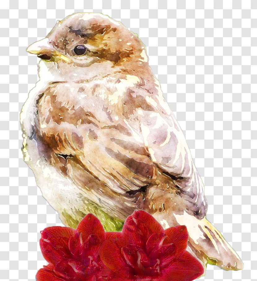 DeviantArt Bird Finch Art Museum - Cancer Research Institute - Birds And Flowers Transparent PNG