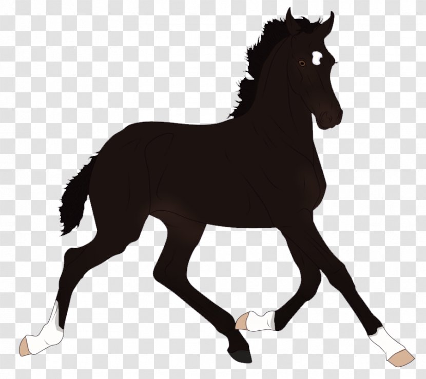 Foal Stallion Mare Mustang Colt - English Riding - Stranger Transparent PNG